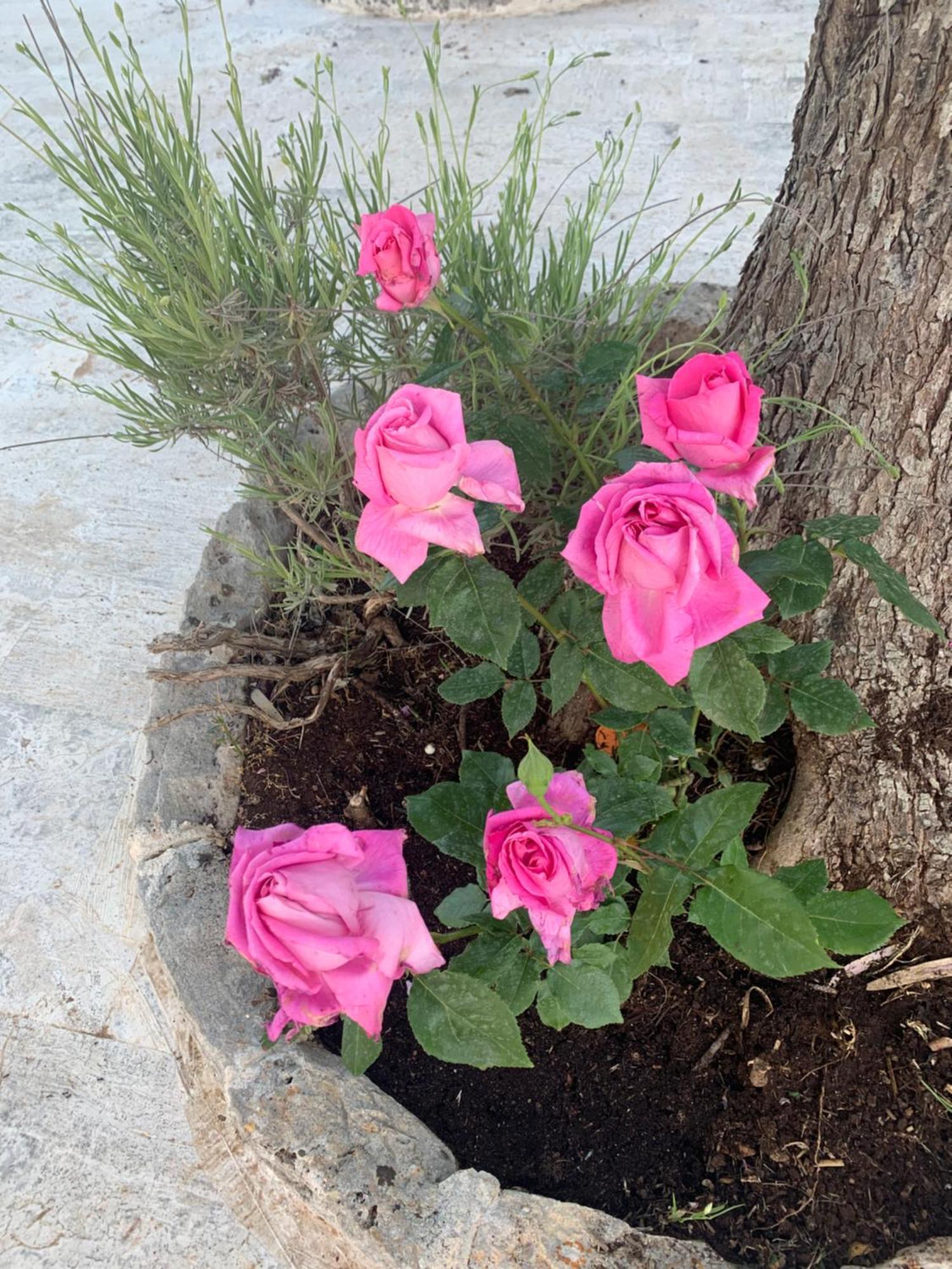로코로톤도 Il Trullo Di Simona B&B 외부 사진